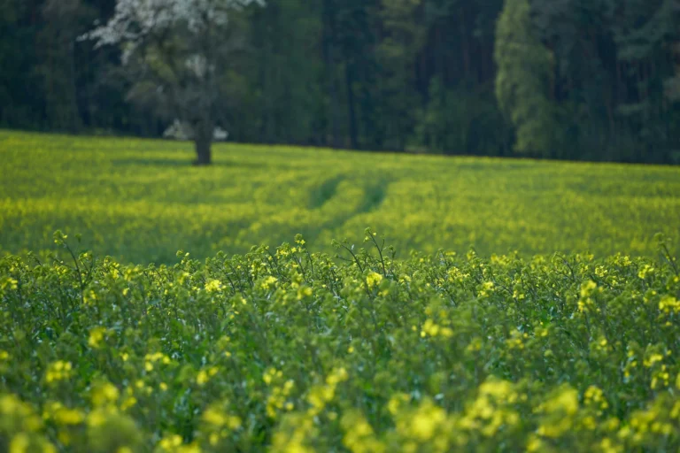Bővülő Sumi Agro megoldások a repce tavaszi növényvédelmében
